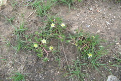 Portulaca pilosa